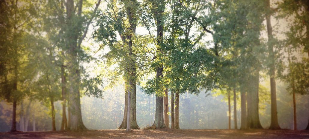 trees_1050x700.jpg